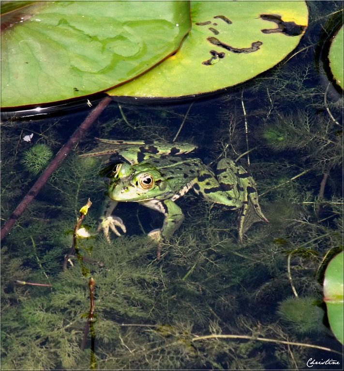 Album - DES-GRENOUILLES