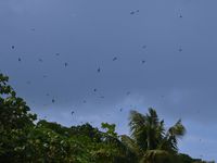 Les oiseaux font des allers retours entre Nukufotu et les autres ilots.