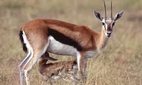 Les gazelles