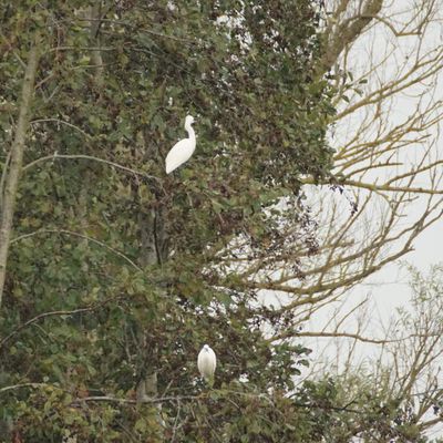 Les ballastières à Aire sur la Lys  12/11/2016