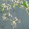 Bouquets de juin