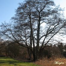 Biesheim (68) : Au bord de la rivière 2/3