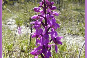 Orchis mascula