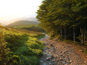 GR 70 - STEVENSON / PARTIE 3 : LE MONT-LOZERE