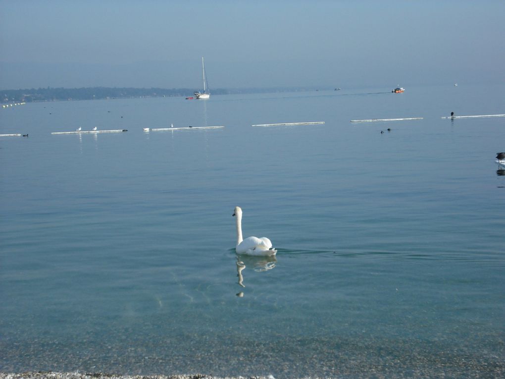 Les Bains des Pâquis à Genève