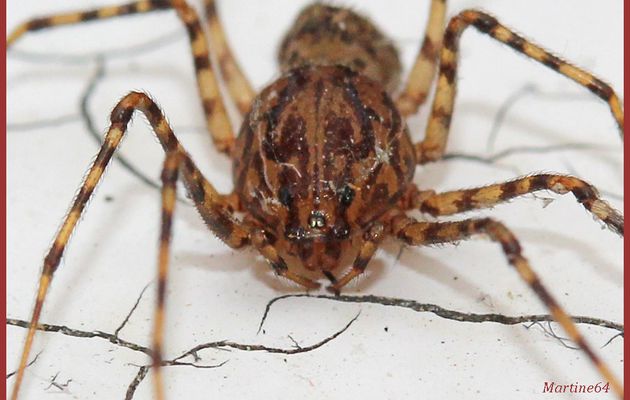 Araignée : Scytodes thoracica