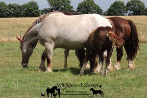 4 vermifuges par an et par cheval