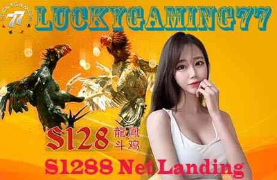 S1288 Net Landing Sabung Ayam Tajen Online