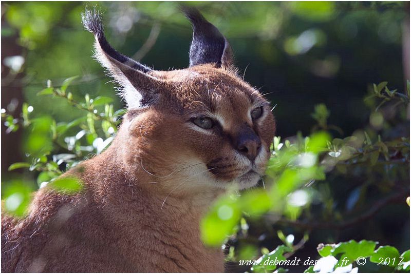 Le Caracal (Caracal caracal) tient son nom du mot turc Karacal, qui signifie "oreille noire" !