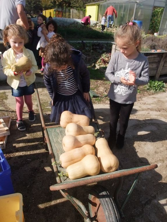 Jardin des 4 saisons : la récolte !