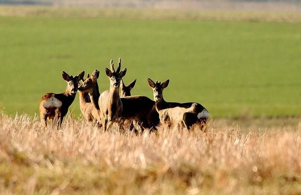 Photos d' animaux&nbsp; prises dans le Parc Naturel de la For&ecirc;t d'Orient