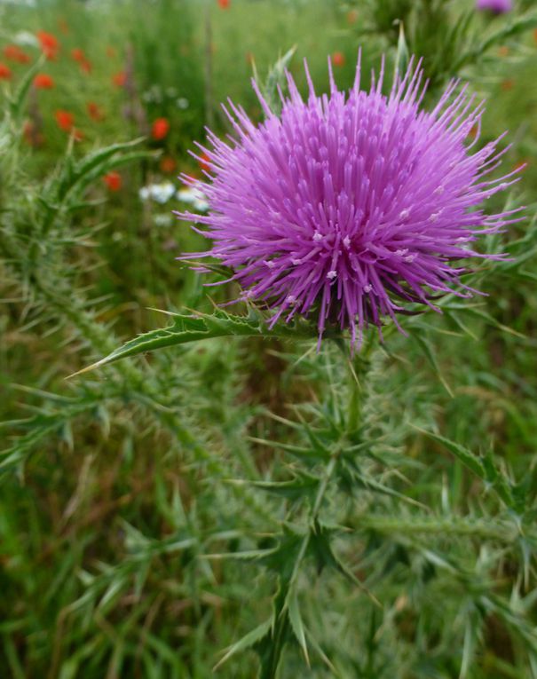 Wildblumen / Wiesenblumen / Bergblumen