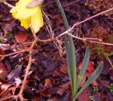 Depuis quelques jours...le Printemps dans le jardin...???