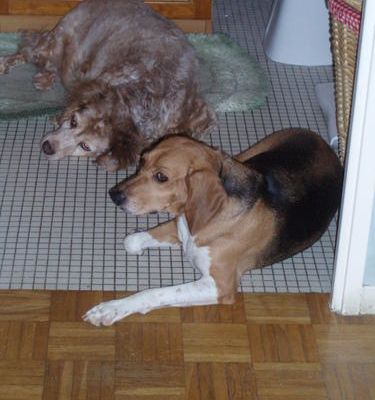 mes copains et copines