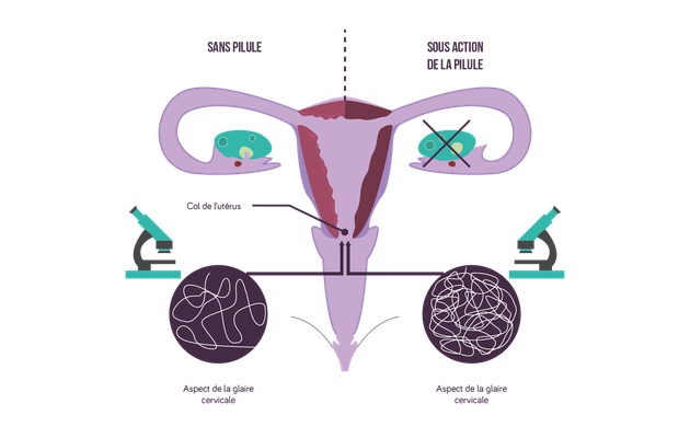 Pilule contraceptive fonctionnement