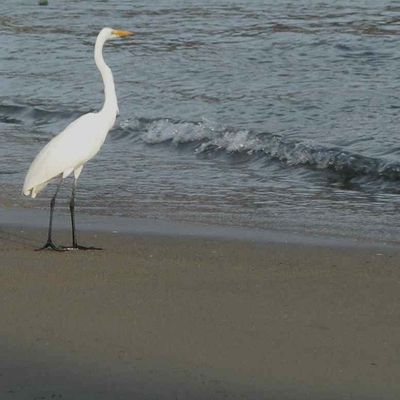 Ixtapa : oiseaux et reptiles en leur milieu naturel, admirables pélicans !