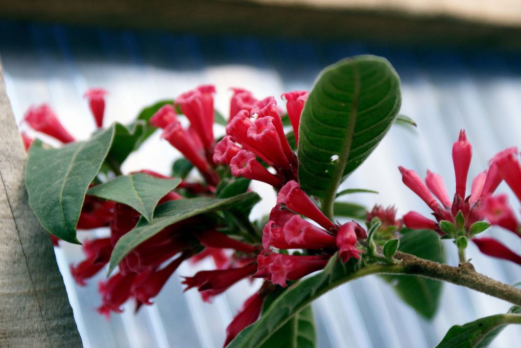 Photos diverses de fleurs et plantes de mon jardin, pour la plupart... en toutes saisons.