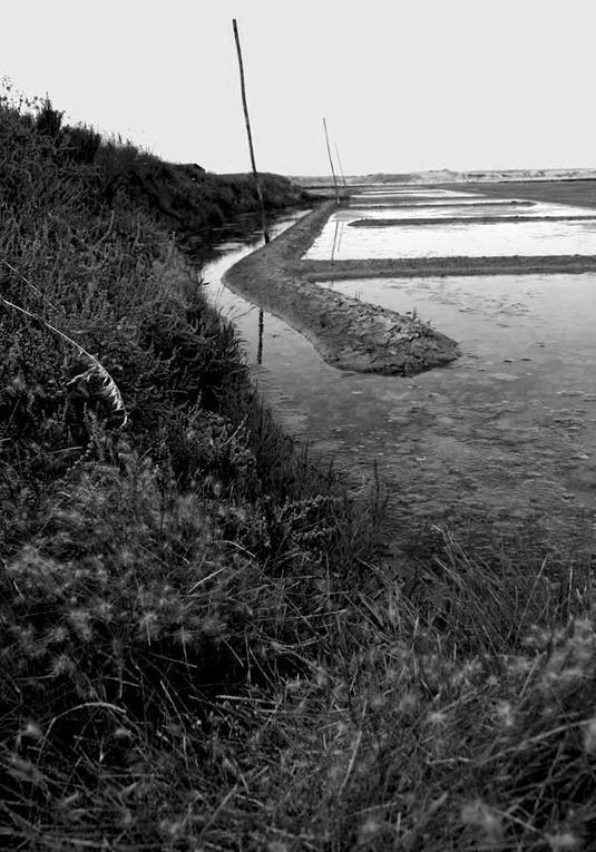 Album - Les Marais-salants de Guerande en noir et blanc