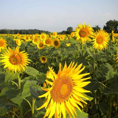 ÉTÉ EN PAYS FOYEN