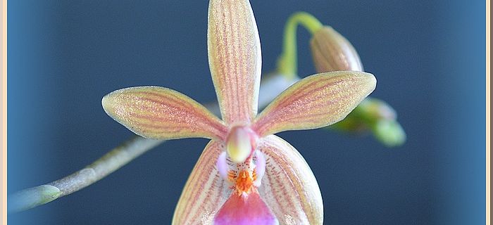 Phalaenopsis Cornustris