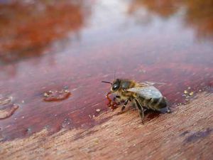 L' EAU POUR LES ABEILLES