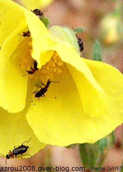 Photos d'insectes et autres bestioles croisées dans la journée, généralement en forêt d'Azrou dans les montagnes du Moyen-Atlas au Maroc... scorpions, araignées, fourmis, ânes, papillons, abeilles ou cigales sont présents dans cet album