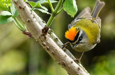 Le Roitelet à triple bandeau (Regulus ignicapilla) 