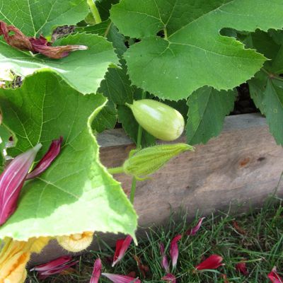 Des courges des courges !!