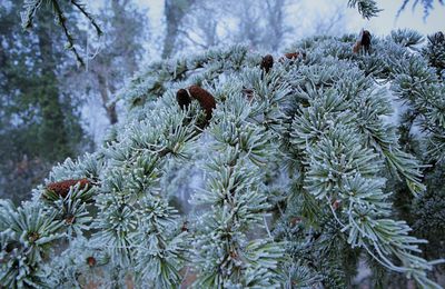 Un air d'hiver