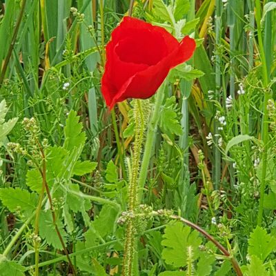 Textoésies et vous :  coquelicot