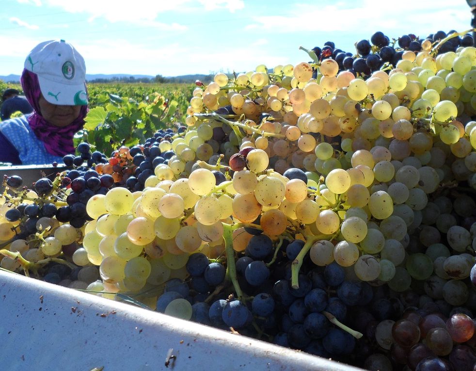 Album photos Vendanges  2013