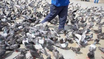 Pétition : Non au tir des pigeons de Barbaste à la carabine par arrêté du maire !