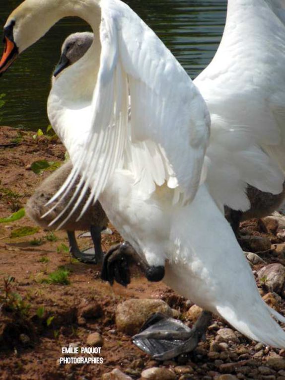 Photographies animalières...........