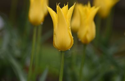 Fête de la Tulipe à Morge en Suisse.