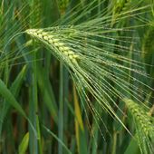 Qu'est-ce que l'agriculture régénératrice ?