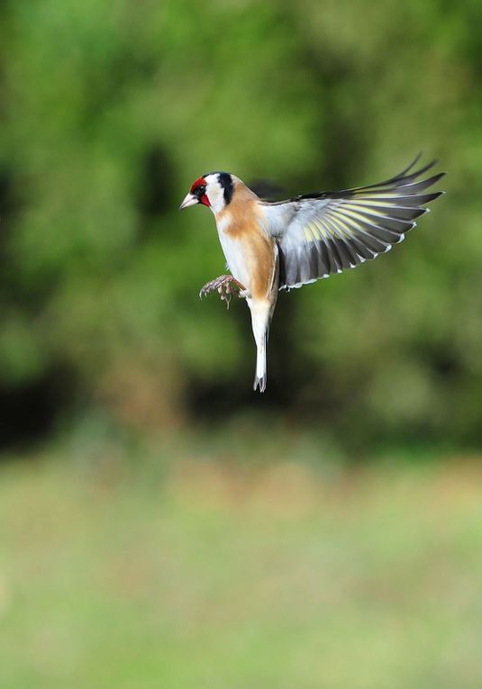 Chardonneret élégant (Carduelis carduelis).