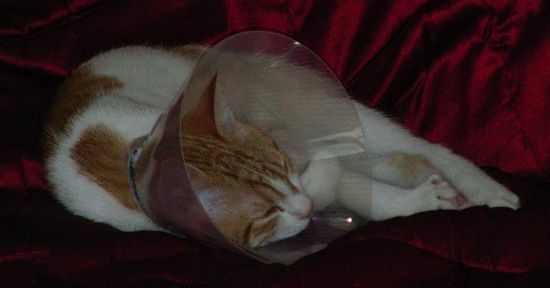 Convalescent Le Blog De Macha