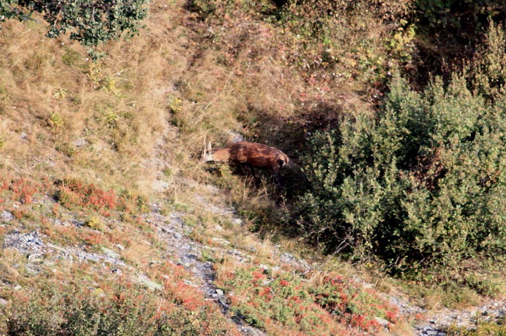 Faune de Tarentaise - Vanoise