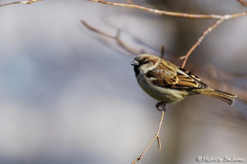 Album - Moineau