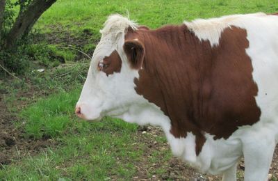 Milk production in Belgium