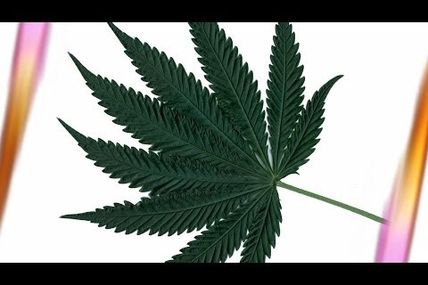 Clixoom - Cannabis - Wie gefährlich ist die Droge?