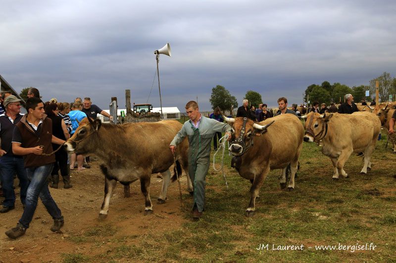 Groupes ou familles de vaches