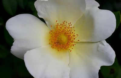 Photo d'une rose blanche au coeur jaune, Canon EOS 5D mark II