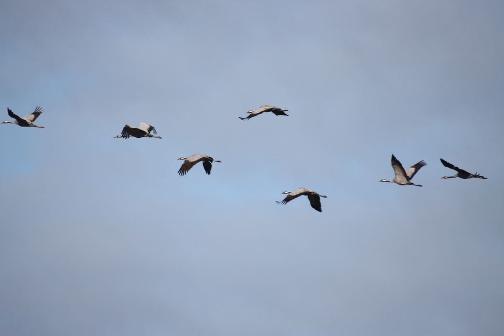 Les grues cendrées 