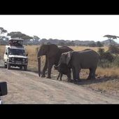 Newborn Elephant in Amboseli National Park Trying to Cross the Road, Kenya