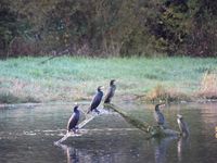 Une belle matinée de novembre le abord du Rhin...
