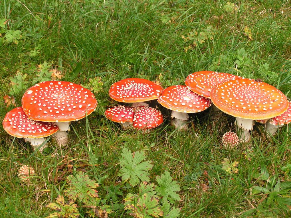 REGLE DE BONNE CONDUITE POUR RAMASSER LES CHAMPIGNONS