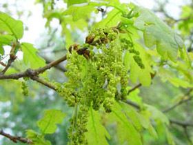 OAK (le chêne)