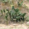 Et des cactus en Tunisie