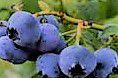 #Blueberry Wine Producers Michigan Vineyards